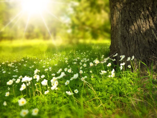 Healthy and Fit 9 Tips for a Happy Soul